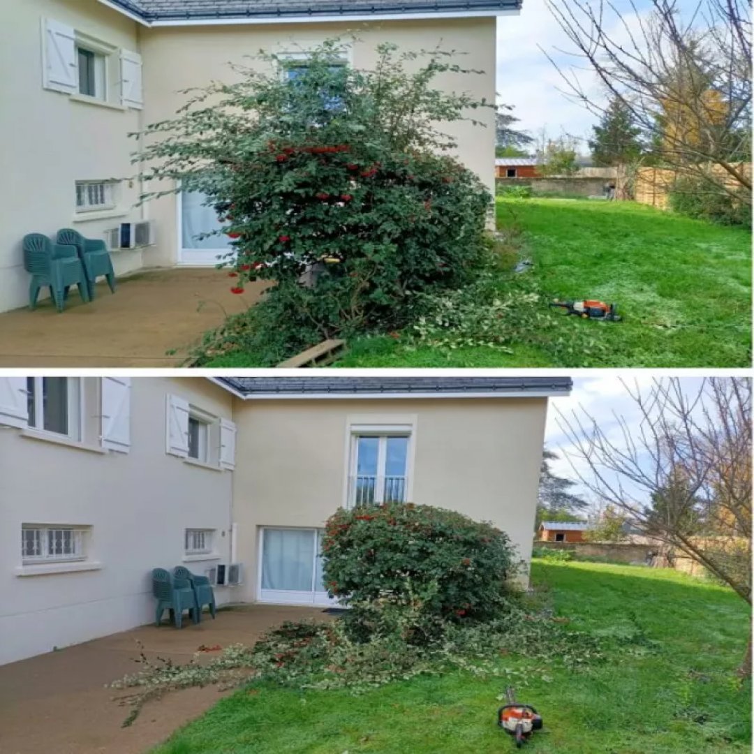 nettoyage d'une haie