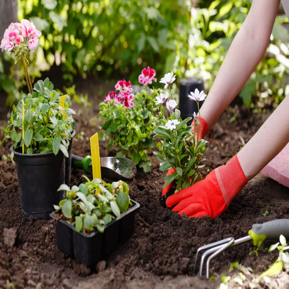 entretien de jardin RENOLD PAYSAGISTE