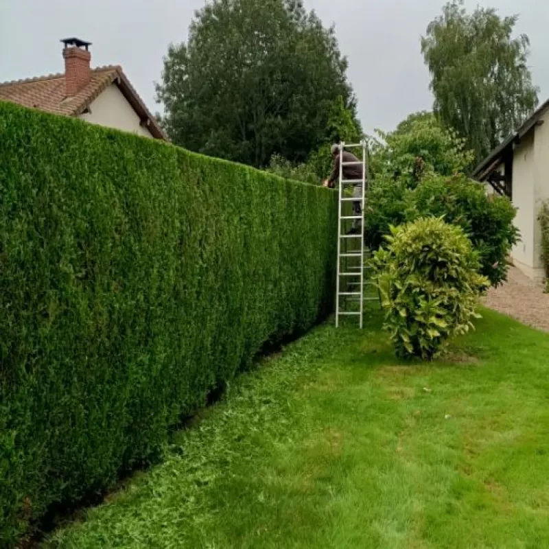 Taille de haie