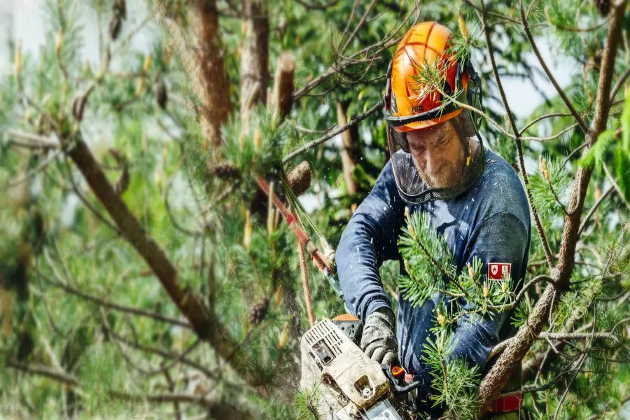 services professionnels d'élagage d'arbres à Barentin
