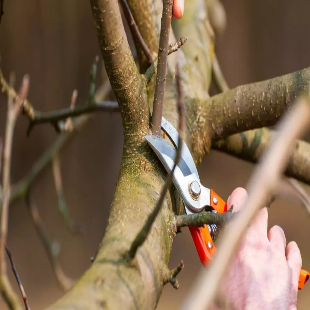 Service d’Élagage d’Arbres